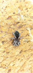 Theraphosidae