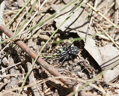 Nyssus albopunctatus