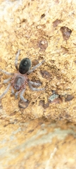 Theraphosidae