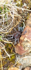 Theraphosidae