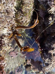Eisenia arborea
