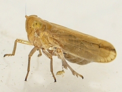 Stenocranus