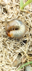 Scarabaeidae