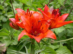 Lilium bulbiferum