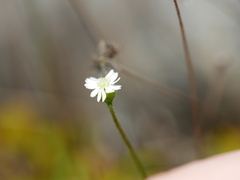 Lagenophora strangulata