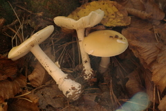 Gemmatae