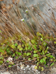 Lagenophora strangulata