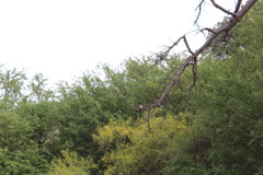 Halcyon leucocephala