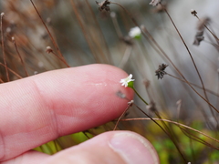 Lagenophora strangulata