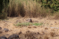 Halcyon leucocephala