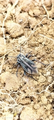 Pilobalia