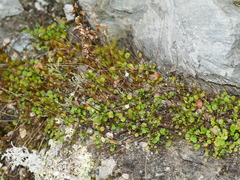 Lagenophora strangulata