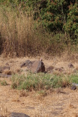 Halcyon leucocephala