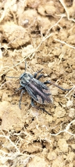 Pilobalia