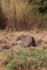 Halcyon leucocephala