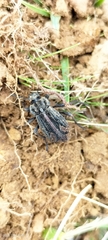 Pilobalia