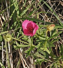 Modiolastrum gilliesii