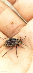 Pilobalia