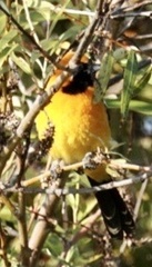 Icterus