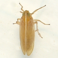 Stenocranus felti