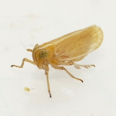 Stenocranus felti