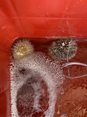 Tripneustes ventricosus