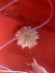 Tripneustes ventricosus