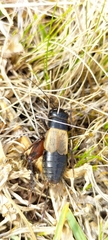 Gryllus