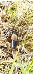 Gryllus