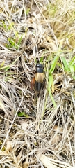 Gryllus