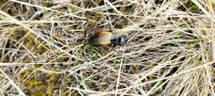 Gryllus
