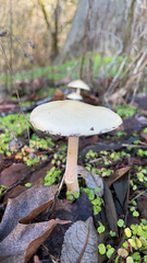 Stropharia ambigua