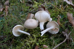 Tephroleuci