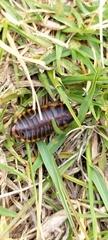 Blaberidae