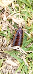 Blaberidae