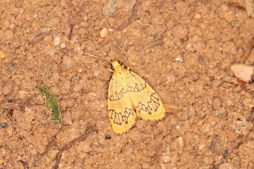 Barsinella asuroides