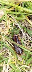 Blaberidae
