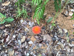 Gomphrena arborescens