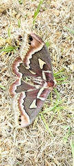 Rothschildia renatae