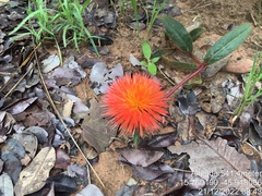 Gomphrena arborescens