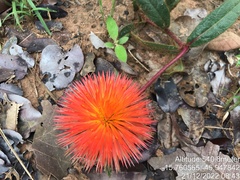 Gomphrena arborescens