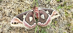 Rothschildia renatae