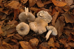 Tricholoma sciodes