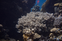 Acropora hemprichii