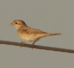 Lanius isabellinus