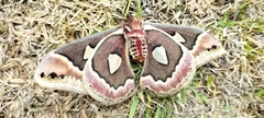 Rothschildia renatae
