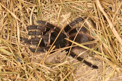 Acanthoscurria