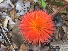 Gomphrena arborescens
