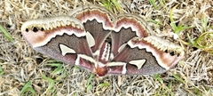 Rothschildia renatae