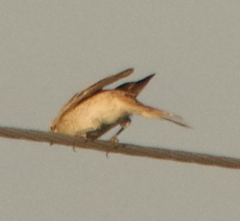 Lanius isabellinus